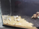 米家小米一体智能鱼缸半年免换水定时定量喂食观赏性懒人养鱼水族箱 实拍图