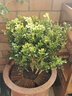 米蘭花盆栽 九里香室內陽(yáng)臺盆栽花卉綠植 芳香植物 觀(guān)花米蘭小盆景 米蘭 四年苗 曬單實(shí)拍圖