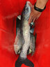 阿盧b01高靈敏度羅非魚(yú)漂黑坑野釣短腳長(cháng)身蘆葦浮漂細尾15目羅飛浮標 LPB01（15目細尾） 5號(吃鉛約4.24克) 曬單實(shí)拍圖