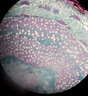 薩伽（SAGA） SG100顯微鏡雙目專業(yè)高清高倍光學(xué)生物科研學(xué)生醫(yī)學(xué)養(yǎng)殖魚病寵物 三目標(biāo)配（195消色差物鏡） 曬單實拍圖