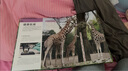 DK動物園背后的故事 世界各地充滿特色的動物園 曬單實拍圖