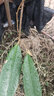 榴蓮樹苗金枕貓山王黑刺嫁接榴蓮樹苗原土杯發(fā)貨盆栽地栽均可種植 4年貓山王嫁接苗（原土杯發(fā)貨） 40cm-110cm 曬單實拍圖