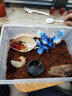 宠以沫（CHONG YIMO）独角仙幼虫宠物大个体甲虫活物活体包活 饲养套餐 实拍图
