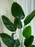 瑯闕仿真綠植假植物天堂鳥仿真花擺件室內(nèi)盆栽大型仿生綠植客廳裝飾樹 1.6米天堂鳥〈+白色圓底花盆〉 曬單實拍圖