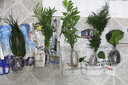 沃繡 水培植物綠植室內水養花卉盆栽銅錢(qián)草 竹柏3棵 不含盆 曬單實(shí)拍圖