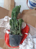 多肉植物玉麒麟盆栽花卉仙人掌麒麟掌室內 玉麒麟特大號【50-60cm高】 不含盆 曬單實(shí)拍圖