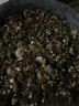 德沃多肥料火山岩5KG多肉土颗粒铺面石拌土疏松透气改善土壤无土栽培基质 实拍图