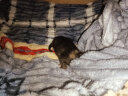迪普尔 宠物电热毯猫用加热垫狗狗宠物取暖猫咪取暖器热垫暖垫保温垫 3档调温款（45*45cm） * 实拍图