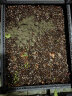 谢冰燃种植箱塑料花盆大号花箱户外长方形阳台种菜蔬菜盆种植神器 架高1联箱 实拍图