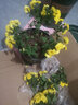 千芳閣盆栽菊花苗大菊花苗秋菊九月菊花盆栽庭院花卉四季菊花帶花苞發(fā)貨 檸檬黃 大苗 花期帶花 曬單實(shí)拍圖