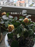 御春閣 帶花苞 歐洲 微型 花卉玫瑰 花盆栽室內陽(yáng)臺盆栽 玫瑰花苗  桔色玫瑰3-4棵裝帶花苞（原盆原土發(fā)貨） 曬單實(shí)拍圖