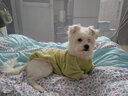 狗狗衣服秋冬裝寵物衣服奶狗比熊泰迪博美雪納瑞約克夏貴賓小型犬 綠小牛油果(兩腿舒棉絨) XXL背長(cháng)40建議12-13斤按背長(cháng)選擇 曬單實(shí)拍圖
