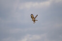 尼康 Nikon D610 D500 D300S D7100 D7500 全畫幅/半畫幅二手單反相機 DF【機身】銀、黑 下單備注顏色 9新 曬單實拍圖