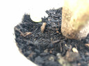 嘆為觀(guān)止 營(yíng)養土綠植花卉有機肥栽花種菜土花卉盆栽土 自封袋200克 曬單實(shí)拍圖