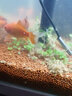 云峰海瑞魚(yú)缸造景套餐魚(yú)缸裝飾活體水草泥陶粒砂底砂對(duì)葉牛毛水草種子 松皮石造景 60cm套餐 曬單實(shí)拍圖