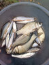 客友釣具客友名揚四海魚鉤散裝新關(guān)東魚鉤袖鉤釣魚鉤套裝魚鉤有無刺配件 伊豆有刺 4號 曬單實拍圖