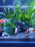 爬將軍 側濾魚(yú)缸 超白玻璃造景家用客廳懶人觀(guān)賞斗魚(yú)生態(tài)缸桌面水族箱 50*30*30【水草套餐】 曬單實(shí)拍圖