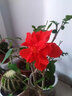 扶?；?shù)苗 盆栽花卉多色扶桑苗紅色扶?；?大花重瓣朱槿牡丹芙蓉花 晚霞 3年苗 曬單實(shí)拍圖