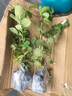 月季花苗 經(jīng)典植物大花灌木庭院四季開(kāi)花綠植盆栽花卉月季玫瑰花苗 格拉姆斯城堡  小苗 曬單實(shí)拍圖