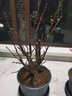 春枝韻梅花盆栽老樁紅梅臘梅盆景樹(shù)苗好養花卉耐寒植物室內花卉 素心臘梅8年苗 曬單實(shí)拍圖
