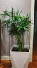 歐芽大型客廳室內盆栽綠植花卉植物鳳尾竹 散尾葵 富貴椰子z6 總高0.9-1米一盆8-12棵 原盆 曬單實(shí)拍圖