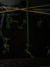 木匠的花园种菜箱阳台蔬菜种植箱屋顶室外种植盆多肉植物花箱种菜神器塑料盆 【单层1联箱】长40宽40高22cm 特大 实拍图