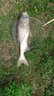 北溟魚(yú)碳氟線垂釣主線淡水磯釣滑漂線魚(yú)線柔軟不打卷原絲尼龍線碳線漁線 強(qiáng)悍氟碳涂層線120米 1.0號(hào) 曬單實(shí)拍圖