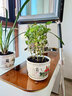 行湘荷蘭菊盆栽陽(yáng)臺(tái)綠植菊花盆景花卉 140#紫色+塑料原盆 源頭直發(fā) 曬單實(shí)拍圖
