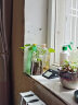 泰西丝 玻璃花瓶创意水培植物玻璃花瓶透明水养绿萝花盆容器插花瓶圆球形鱼缸器皿 18钻石(竖菱)透明 中等 不含绿植 实拍图