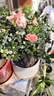 臨雅杜鵑花盆栽花卉植物室內陽(yáng)臺四季開(kāi)花鮮花帶花苞樹(shù)苗綠植好養易活 【中苗】桃紅杜鵑+肥料 曬單實(shí)拍圖