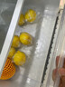 甜芋果月玉姑甜瓜新鮮 冰淇淋香瓜  鮮甜水果當季香瓜青皮綠肉時(shí)令水果 5斤 曬單實(shí)拍圖
