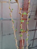 姜芮   燈籠果樹(shù)苗 中植物醋栗苗 南北方家庭盆栽綠植新奇趣味園藝易 大苗高60厘米以上 不含盆 曬單實(shí)拍圖