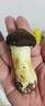 高原云品新鮮赤松茸 云南姬松茸 煲湯火鍋食材 航空冷鏈發(fā)貨 家宴美食 2000克 曬單實(shí)拍圖