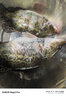 N·S BlackHoleNS米蘭達(dá)鱖魚二代路亞竿鱸魚桂魚竿淡水蟲竿超快釣路亞竿魚竿 1.98m C-662M·槍柄竿·雙節(jié) 曬單實(shí)拍圖