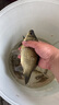 民間藝人主線(xiàn)軸泡沫空軸大號(hào)魚(yú)線(xiàn)圈大物繞線(xiàn)盤(pán)漁具垂釣用品釣魚(yú)小配件 空線(xiàn)軸（5個(gè)裝 曬單實(shí)拍圖
