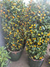 花郡城盆栽四季觀(guān)賞橘子小金桔盆景桔子樹(shù)苗金桔盆栽四季橘子盆栽客廳陽(yáng) 四季超美四季橘子 不含盆 曬單實(shí)拍圖