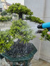 朗祺 園林灌溉花園水槍噴頭 草坪澆灌噴淋 園藝灑水澆花水槍 202水槍 曬單實(shí)拍圖