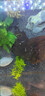 春瑞黑殼蝦水族箱水草缸清潔除藻工具淡水觀(guān)賞蝦大和藻蝦寵物活體飼料 黑殼50+黃金米蝦8 曬單實(shí)拍圖