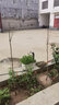聽雪樓銀杏樹苗大樹庭院白果苗南北方地栽盆栽種植特大果樹苗Y 2公分2顆（高111cm-140cm） 不含盆 曬單實拍圖