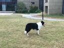 DISC DOG飛盤狗專用飛盤二星240標盤比賽級普通耐咬飛碟邊牧訓練寵物用品玩具 橙色 曬單實拍圖