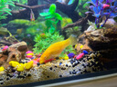 西游水族魚缸水族箱超白玻璃客廳小型迷你桌面免換水家用小金魚缸生態(tài)造景 長(zhǎng)50*寬26*高30-茂木款造景全套 曬單實(shí)拍圖