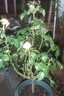 臨雅 月季花樹(shù)苗室內陽(yáng)臺花卉盆栽帶花苞四季開(kāi)花綠植物果汁陽(yáng)臺盆景 【果汁陽(yáng)臺】棒棒糖造型 曬單實(shí)拍圖