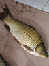 漁之源魚(yú)餌餌料鯽魚(yú)餌料鯉魚(yú)野釣黑坑魚(yú)餌料釣魚(yú)魚(yú)食釣魚(yú)餌料260g 鯽魚(yú)餌 一包 曬單實(shí)拍圖