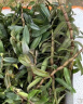 正宗霍山铁皮石斛苗霍山种源地发货鲜条枫斗绿植盆栽种苗好 实拍图
