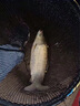 川澤金海夕有刺無(wú)刺魚(yú)鉤綁好成品子線(xiàn)雙鉤套裝鯽鯉魚(yú)翹嘴雙鉤黑坑魚(yú)鉤 有刺45cm【鉤4線(xiàn)1.2+鉤5線(xiàn)1.5】 金海夕 20付/盒 曬單實(shí)拍圖