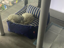 本秋比熊犬比熊幼犬 純種白色寵物狗狗活體活物小型犬幼崽比熊犬 飛耳 血統級 公 曬單實(shí)拍圖