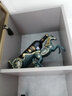 卡斯特（Cavesmaitre）法國卡斯特紅標(biāo)紀(jì)念版干紅葡萄酒chateau原裝進(jìn)口婚宴紅酒6瓶整箱 曬單實(shí)拍圖