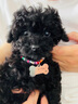 SLPC狗牌定制身份牌小型犬泰迪博美掛牌項(xiàng)圈鈴鐺刻字貓吊牌防走失飾品 七彩民族風(fēng)+名牌 S-小型（3到20斤可用） 曬單實(shí)拍圖