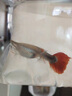 魚(yú)如云紅扇巴西褶扇蝶翼大c繡球緞帶純種孔雀魚(yú)觀(guān)賞魚(yú)小魚(yú)活體熱帶魚(yú) 巴西大C一對 曬單實(shí)拍圖