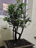 小葉紫檀盆景樹(shù)苗紫檀樹(shù)樁 小葉紫檀苗 盆栽花卉綠植耐寒四季常青植物 特大號紫檀5-6根一盆 40厘米高左右 帶原裝盆栽好 曬單實(shí)拍圖